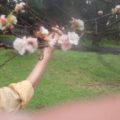 和光樹林公園の十月桜！