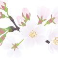 アイコン用　桜つぼみイラスト　無料　20170401自彊術用　